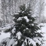 아파트 Przytulne Borowkowy Zagajnik 피에초비체