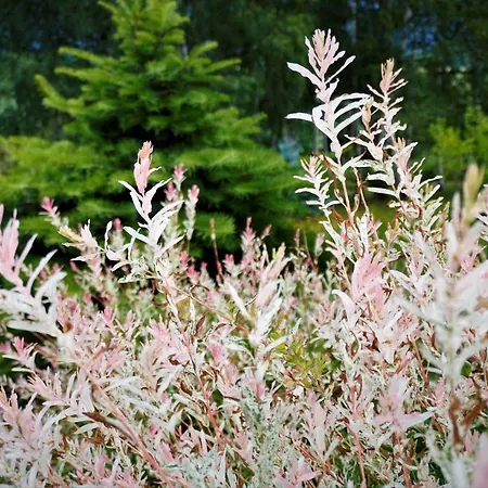 Przytulne Borowkowy Zagajnik アパート