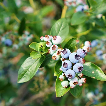 Przytulne Borowkowy Zagajnik * ピエホビツェ