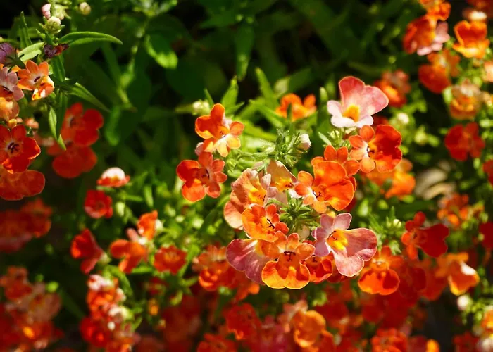 Apartamento Przytulne Borówkowy Zagajnik Piechowice (Karkonosze)