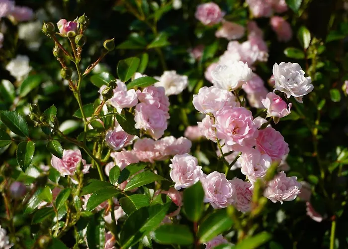 Przytulne Borówkowy Zagajnik Apartamento *