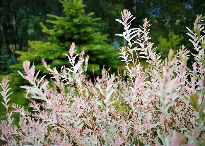 Przytulne Borowkowy Zagajnik Apartment