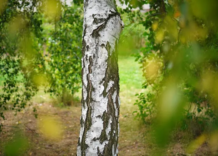 Apartamento Przytulne Borówkowy Zagajnik *