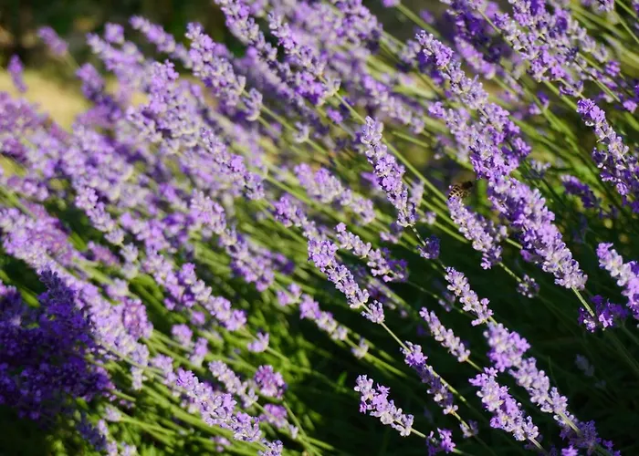 Apartment Przytulne Borowkowy Zagajnik *