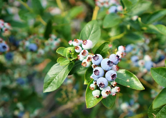 Przytulne Borówkowy Zagajnik * Piechowice (Karkonosze)