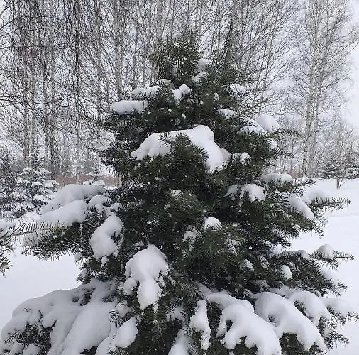 Apartamento Przytulne Borówkowy Zagajnik Piechowice (Karkonosze)